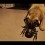 When Confronted With a Spider, Pablo the Pug is Scared Out of His Dog-Gone Mind!