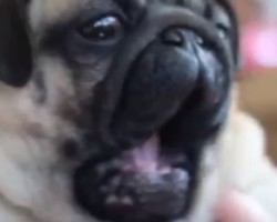 Want Yawn Lessons? This Pug Will Teach You the RIGHT Way to Yawn – LOL!
