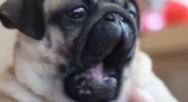 yawning pug