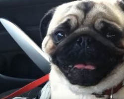 (VIDEO) The Most Excited Pug EVER Flips Out When He Discovers He’s On His Way to This Amazing Place…