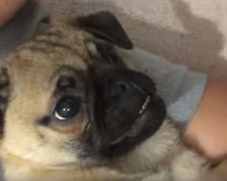 Watch a Chug Puppy and His Parents Interact – Their Relationship is as Sweet as Can be!