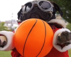 Who Doesn’t Love This Music Video Starring Fall Out Boy, Demi Lovato and of Course, None Other Than Doug the Pug?! LOL!