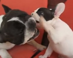 (VIDEO) Hilarious Argument Between Frenchie Dad and Pup Will Have You LOL ALL DAY!