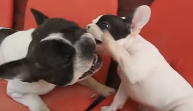 French bulldog puppy and dad