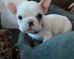 This Adorable French Bulldog Puppy Will Melt You With Just One Look – I Promise!