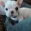 This Adorable French Bulldog Puppy Will Melt You With Just One Look – I Promise!