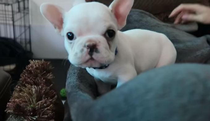 Frenchie puppy