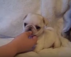 White Pug Puppy Acts and Looks Like a Marshmallow – He’s SO Sweet!