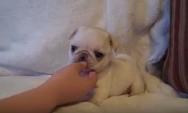 Marshmallow pug puppy