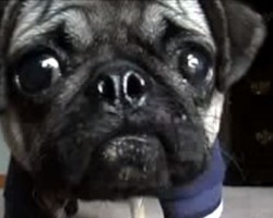 (VIDEO) Max the Pug’s Singing Debut is SO Cute – You Gotta See It!