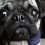 (VIDEO) Max the Pug’s Singing Debut is SO Cute – You Gotta See It!