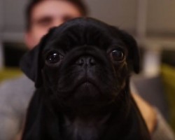 Nala the Pug Puppy Will Steal Your Heart With Her Big Puppy Dog Eyes – Sooo Precious!
