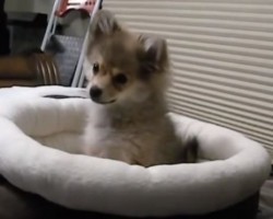 Pomeranian Puppy Finds Her Inner Wolf, and it’s The Cutest Thing!
