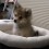 Pomeranian Puppy Finds Her Inner Wolf, and it’s The Cutest Thing!