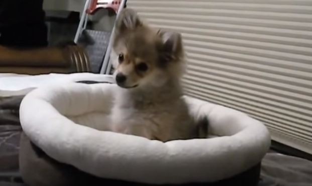 Pomeranian puppy