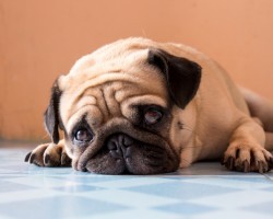 11 Things Dogs HATE That Their Owners Won’t Stop Doing