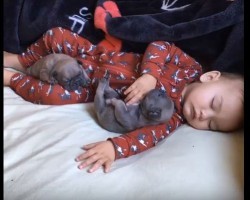 Baby Stretches and Rolls in Bed with Pug Puppies = The Most Adorable Video Yet!