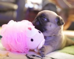 This Pug Puppy Loves Playing with a… Pink Loofah? SO Cute!