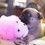 This Pug Puppy Loves Playing with a… Pink Loofah? SO Cute!