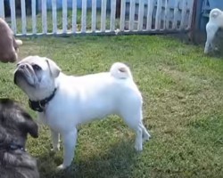 (VIDEO) Adorable and Uniquely Colored Pugs Bring on the Cute Factor While Sniffing Around!