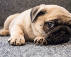 8 Reasons Why You Should NEVER Own a Pug…