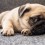 8 Reasons Why You Should NEVER Own a Pug…