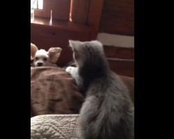 Cute Doggy Doesn’t Stand a Chance Against Kitten When it Comes to Getting on the Bed… Or Does He?!