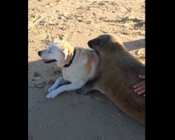 (VIDEO) You’ll Melt When You See a Dog and Seal Become Besties – AWW!