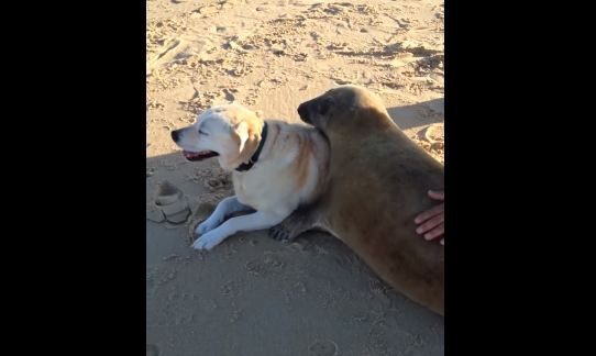 dog and seal cuddle