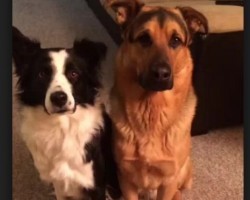 You’ll LOVE This Viral Video of Two Dogs… Hugging?! This Proves that Dogs Really Are BFF’s for Life!