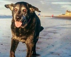 This Dog’s Last Photo by The Ocean Tells Her Story and Brings Us to Tears