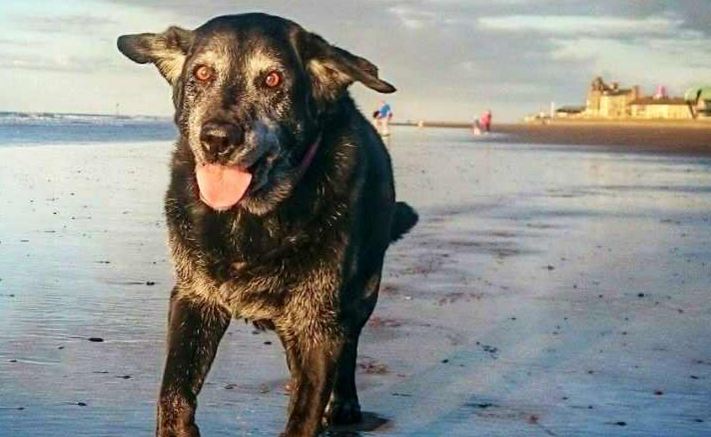 dog's last picture by the ocean