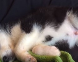 Adorable Husky is Sleeping and Dreaming in Cutest Way Possible – AWW!
