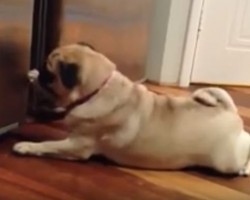 This Pug Compilation Has Me in Tears it’s so Funny, Especially at 8:28! Ha ha!