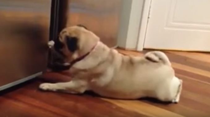 funny pug