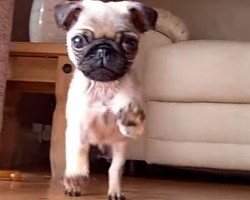 This Adorable Pug Puppy Will Make You Dizzy (and Giddy) With Happiness!