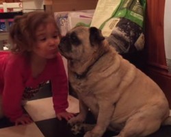 (VIDEO) This Tender Moment Between a Blind Pug and Little Girl Will Touch Your Heart