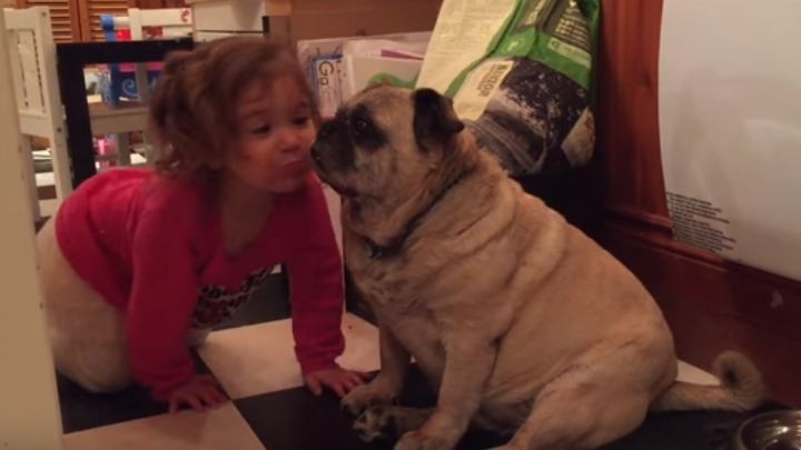 little girl kisses pug