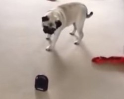 (VIDEO) Pug Has a Funny Encounter With a Fart Machine. OMG, I Never Expected THIS to Happen Next!