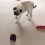 (VIDEO) Pug Has a Funny Encounter With a Fart Machine. OMG, I Never Expected THIS to Happen Next!