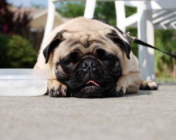 Besides Water, Can Dogs Drink Anything Else Like… Beer?! Find out HERE!