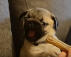 (Video) Baby Pug Flips Out Over Her First Bone and How She Responds is Adorable!