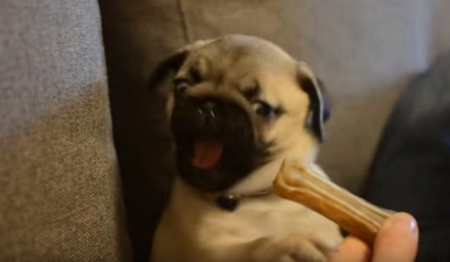 pug freaks out over bone