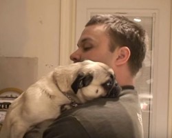 This Dad Asks His Pug for a Hug. Now Watch and See How She Responds…