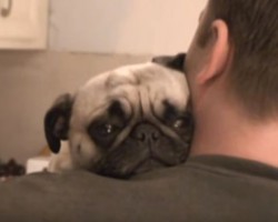 Watch How Dad Asks His Pug for a Hug. How She Responds? This is SO Adorable!