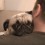 Watch How Dad Asks His Pug for a Hug. How She Responds? This is SO Adorable!