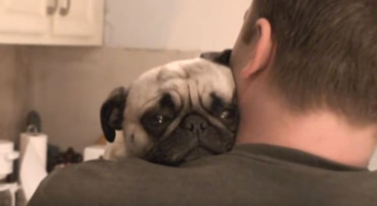 pug giving dad a hug