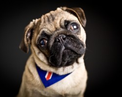 The Real Reason Why a Dog Tilts His Head to the Side is Astounding. I Couldn’t Believe It!