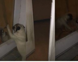 (VIDEO) Pugs Have a Meltdown… and Don’t Realize the Solution is in Front of Their Eyes!