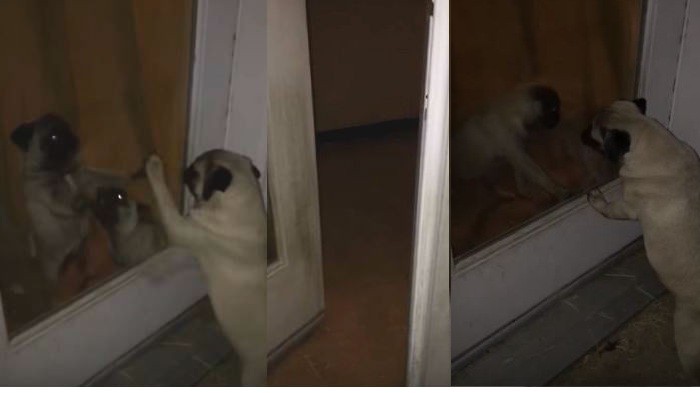 pug meltdown